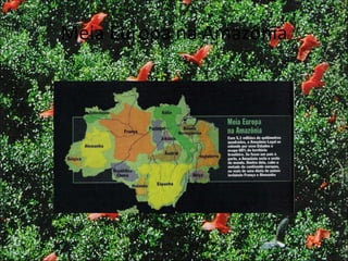 Meia Europa na Amazônia 