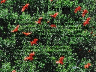 Clima e Hidrografia  O clima é do tipo equatorial, quente e úmido, com a temperatura variando pouco durante o ano, em torno de 26ºC.É muito comum na região, os períodos de chuva provocados em grande parte pelo vapor d'água trazido do leste pelos ventos. A grande bacia fluvial do Amazonas possui 1/5 da disponibilidade mundial de água doce e é recoberta pela maior floresta equatorial do mundo, correspondendo a 1/3 das reservas florestais da Terra. 