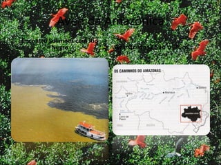 Avenida Amazônica Encontro Solimões com Rio Negro As estradas? São os Rios  