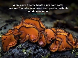 A amizade é semelhante a um bom café;
uma vez frio, não se aquece sem perder bastante
               do primeiro sabor.
                  Immanuel Kant
 