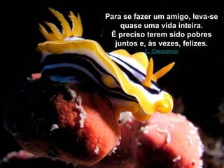 Para se fazer um amigo, leva-se
    quase uma vida inteira.
 É preciso terem sido pobres
  juntos e, às vezes, felizes.
          L. Crescenzo
 