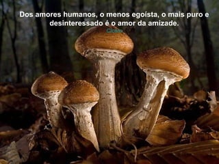 Dos amores humanos, o menos egoísta, o mais puro e
       desinteressado é o amor da amizade.
                      Cícero
 