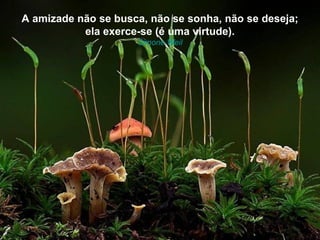 A amizade não se busca, não se sonha, não se deseja;
           ela exerce-se (é uma virtude).
                     Simone Weil
 