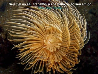 Seja fiel ao seu trabalho, à sua palavra, ao seu amigo.
                   Henry David Thoreau.
 