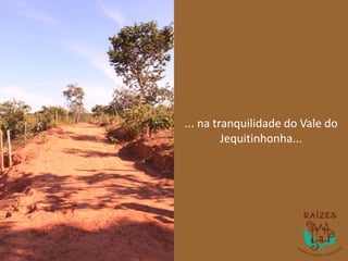 ... na tranquilidade do Vale do
Jequitinhonha...
 