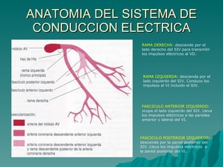 ANATOMIA DEL SISTEMA DE CONDUCCION ELECTRICA RAMA DERECHA:  desciende por el  lado derecho del SIV para transmitir los impulsos eléctricos al VD. RAMA IZQUIERDA:  descienda por el  lado izquierdo del SIV. Conduce los  impulsos al VI incluido el SIV. FASCICULO ANTERIOR IZQUIERDO: ocupa el lado izquierdo del SIV. Lleva los impulsos eléctricos a las paredes anterior y lateral del VI. FASCICULO POSTERIOR IZQUIERDO: desciende por la pared posterior del  SIV. Lleva los impulsos eléctricos  a la pared posterior del VI. 