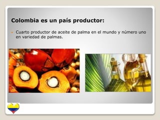 Colombia es un país productor: 
 Cuarto productor de aceite de palma en el mundo y número uno 
en variedad de palmas. 
 
