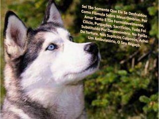 Sei Tão Somente Que Ele Se Desfraldou Como Flâmula Sobre Meus Ombros. Por Amar Tanto E Tão Formidavelmente, Cilício, Purgações, Sacrifícios, Tudo Foi Substituído Por Desassombro. No Porão Da Tortura, Nos Suplícios Culposos, Achei Um Ambulatório, O Seu Regaço.