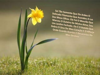 Sei Tão Somente Que Ele Ardeu O Delicado Filamento Que Acendeu A Luz Dos Meus Olhos. Ele Foi O Mourão Que Marcou O Outeiro De Minha Alma; Sou Um Jardim Fechado. Ele É O Badalo Que Dobra O Sino Do Meu Coração E O Alforje Onde Guardo Acertos E Desacertos Do Meu Destino.