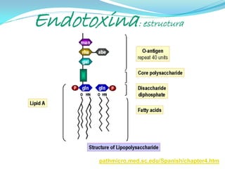 Endotoxina: estructura




         pathmicro.med.sc.edu/Spanish/chapter4.htm
 