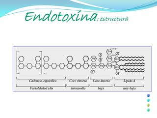 Endotoxina: estructura
 