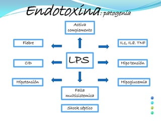 Endotoxina: patogenia
                  Activa
               complemento

   Fiebre                      IL1, IL8. TNF



    CID        LPS             Hipo tensión



Hipotensión                    Hipoglucemia
                  Falla
              multisistemica

              Shock séptico
 