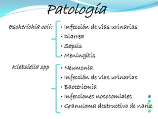 Patología
Escherichia coli:   • Infección de vías urinarias
                    • Diarrea

                    • Sepsis

                    • Meningitis

 Klebsiella spp     • Neumonía
                    • Infección de vías urinarias

                    • Bacteriemia

                    • Infecciones nosocomiales

                    • Granuloma destructivo de nariz
 