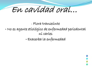 En cavidad oral…
                •  Flora transeúnte
• No es agente etiológico de enfermedad periodontal
                       ni caries
             • Exacerba la enfermedad
 