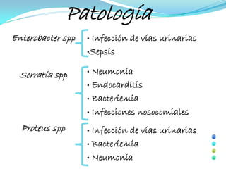 Patología
Enterobacter spp   •Infección de vías urinarias
                   •Sepsis


  Serratia spp     • Neumonía
                   • Endocarditis

                   • Bacteriemia

                   • Infecciones nosocomiales

  Proteus spp      • Infección de vías urinarias
                   • Bacteriemia

                   • Neumonía
 