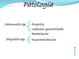 Patología

Salmonella spp   • Enteritis
                 • Infección generalizada

                 • Bacteriemia

Shiguella spp    •   Disentería bacilar
 