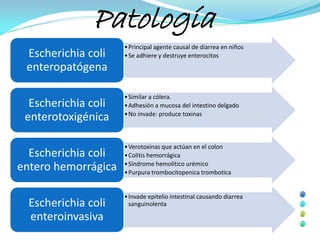 Patología
                     • Principal agente causal de diarrea en niños
 Escherichia coli    • Se adhiere y destruye enterocitos
 enteropatógena

                     • Similar a cólera.
  Escherichia coli   • Adhesión a mucosa del intestino delgado
                     • No invade: produce toxinas
 enterotoxigénica

                     • Verotoxinas que actúan en el colon
  Escherichia coli   • Colitis hemorrágica
                     • Síndrome hemolítico urémico
entero hemorrágica   • Purpura trombocitopenica trombotica


                     • Invade epitelio intestinal causando diarrea
  Escherichia coli     sanguinolenta

  enteroinvasiva
 