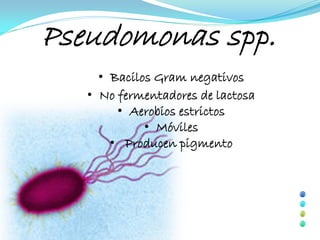 Pseudomonas spp.
     • Bacilos Gram negativos
   • No fermentadores de lactosa
        • Aerobios estrictos
             • Móviles
       • Producen pigmento
 