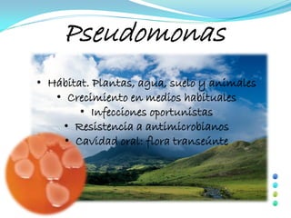 Pseudomonas
• Hábitat. Plantas, agua, suelo y animales
   • Crecimiento en medios habituales
        • Infecciones oportunistas
    • Resistencia a antimicrobianos
     • Cavidad oral: flora transeúnte
 