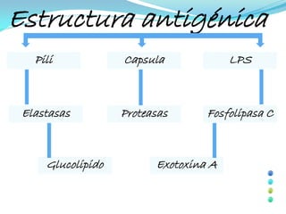 Estructura antigénica
   Pili            Capsula             LPS



 Elastasas         Proteasas      Fosfolipasa C



     Glucolipido         Exotoxina A
 