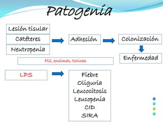 Patogenia
Lesión tisular
  Catéteres                Adhesión        Colonización
Neutropenia
              Pili, enzimas, toxinas
                                           Enfermedad

    LPS                        Fiebre
                             Oliguria
                            Leucocitosis
                            Leucopenia
                                CID
                               SIRA
 