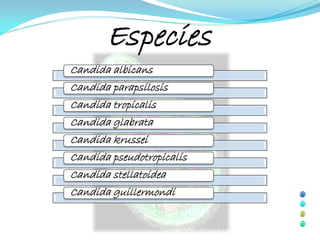 Especies
Candida albicans
Candida parapsilosis
Candida tropicalis
Candida glabrata
Candida krussei
Candida pseudotropicalis
Candida stellatoidea
Candida guillermondi
 