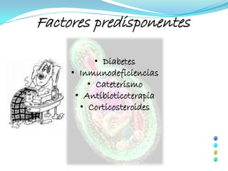 Factores predisponentes

           • Diabetes
     • Inmunodeficiencias
         • Cateterismo
      • Antibioticoterapia
       • Corticosteroides
 