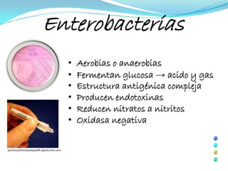 Enterobacterias
                                           •   Aerobias o anaerobias
                                           •   Fermentan glucosa → acido y gas
                                           •   Estructura antigénica compleja
                                           •   Producen endotoxinas
                                           •   Reducen nitratos a nitritos
                                           •   Oxidasa negativa

quimicosclinicosxalapa04.spaces.live.com
 