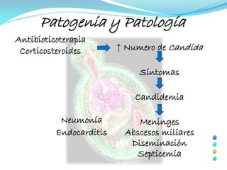 Patogenia y Patología
Antibioticoterapia
 Corticosteroides        ↑ Numero de Candida

                              Síntomas

                             Candidemia

           Neumonía          Meninges
          Endocarditis    Abscesos miliares
                           Diseminación
                            Septicemia
 
