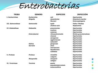 Enterobacterias
         TRIBU                GENERO          ESPECIES            INFECCIÓN
I. Escherichiae     Escherichia        coli                 Oportunista
                    Shigella           dysenteriae          Disentería bacilar
                                       flexneri             Enteropatogena
III. Salmonelleae   Salmonella         typhi                Fiefre Tifoidea
                                       cholera-suis         Septicemia
IV: Klebsielleae    Klebsiella         pneumoniae           Oportunista
                                       oxytoca              Oportunista
                                       ozaenas              Oportunista
                    Enterobacter       rhinoscleromatis     Rinitis granulomatosa
                                       cloacae              Oportunista
                                       aerogenes            Oportunista
                                       agglomerans          Oportunista
                                       sakazakii            Oportunista
                    Hafnia             gergoviae            Oportunista
                    Serratia           alvei                Oportunista
                                       marcescens           Oportunista
                                       liquefaciens         Oportunista
                                       rubidaea             Oportunista

V. Proteae          Proteus            mirabilis            Oportunista
                                       vulgaris             Oportunista
                    Morganella         morganii             Oportunista
                                       rettgeri             Oportunista
VI. Yersinieae      Yersinia           pestis               Oportunista
                                       pseudotuberculosis   Oportunista
                                       enterocolitica       Oportunista
 