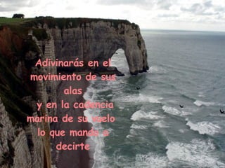 Adivinarás en el movimiento de sus alas y en la cadencia marina de su vuelo  lo que mando a decirte 