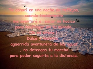 Te conocí en una noche de reflejos, cuando tímidamente  me aventuré a  sacar mi hocico para naufragar en tu mirada.  Oh mi sirena !  Dulce y violenta,  aguerrida aventurera de las aguas , no detengas tu marcha para poder seguirte a la distancia.  