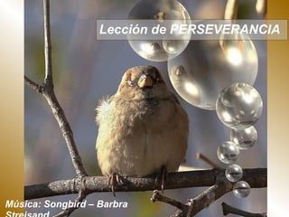 Lección de PERSEVERANCIA
Música: Songbird – Barbra
 
