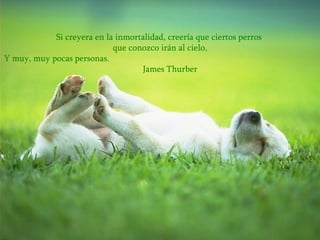 Si creyera en la inmortalidad, creería que ciertos perros  que conozco irán al cielo, Y muy, muy pocas personas.   James Thurber 