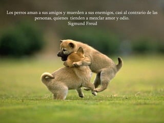 Los perros aman a sus amigos y muerden a sus enemigos, casi al contrario de las personas, quienes  tienden a mezclar amor y odio. Sigmund Freud 