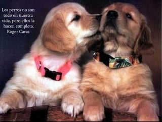Los perros no son todo en nuestra vida, pero ellos la  hacen completa. Roger Caras 