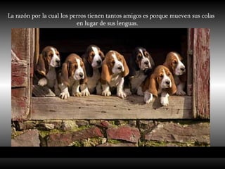 La razón por la cual los perros tienen tantos amigos es porque mueven sus colas en lugar de sus lenguas.   