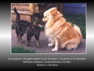 Las mujeres y los gatos harán lo que les plazca, los perros y los hombres deberían relajarse y acostumbrarse a la idea. Robert A. Heinlein 