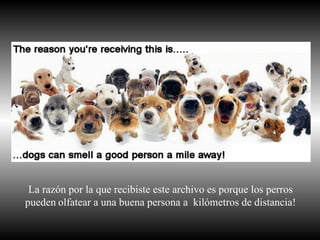 La razón por la que recibiste este archivo es porque los perros pueden   olfatear a una buena persona a  kilómetros de distancia! 