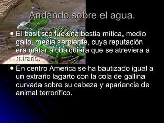 Andando sobre el agua. El basilisco fue una bestia mítica, medio gallo, media serpiente, cuya reputación era matar a cualquiera que se atreviera a mirarlo.  En centro America se ha bautizado igual a un extraño lagarto con la cola de gallina curvada sobre su cabeza y apariencia de animal terrorífico. 