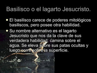 Basilisco o el lagarto Jesucristo. El basilisco carece de poderes mitológicos basiliscos, pero posee otra habilidad. Su nombre alternativo es el lagarto Jesucristo que nos da la clave de sus verdadera habilidad: camina sobre el agua. Se eleva sobre sus patas ocultas y luego corre sobre la superficie. 