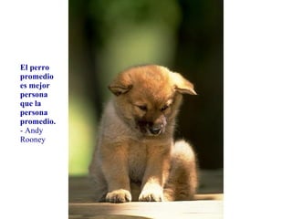 你默默的回首 El perro promedio es mejor persona que la persona promedio. - Andy Rooney 