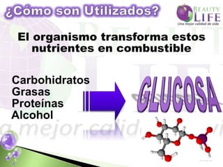 El organismo transforma estos
    nutrientes en combustible

Carbohidratos
Grasas
Proteínas
Alcohol
 