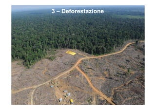 3 – Deforestazione
 