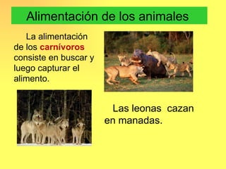 Alimentación de los animales
   La alimentación
de los carnívoros
consiste en buscar y
luego capturar el
alimento.


                        Las leonas cazan
                       en manadas.
 