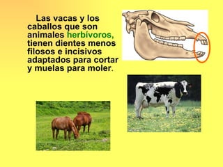 Las vacas y los
caballos que son
animales herbívoros,
tienen dientes menos
filosos e incisivos
adaptados para cortar
y muelas para moler.
 