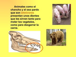 Animales como el
chancho y el oso pardo
que son omnívoros
presentan unos dientes
que les sirven tanto para
moler los vegetales,
como para desgarrar la
carne.
 