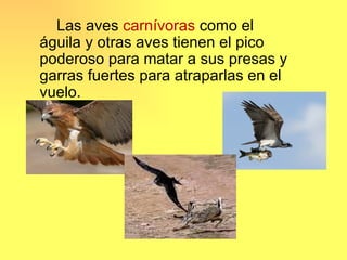 Las aves carnívoras como el
águila y otras aves tienen el pico
poderoso para matar a sus presas y
garras fuertes para atraparlas en el
vuelo.
 