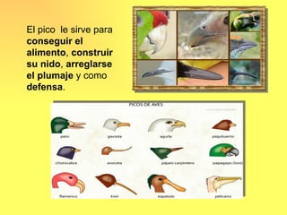 El pico le sirve para
conseguir el
alimento, construir
su nido, arreglarse
el plumaje y como
defensa.
 