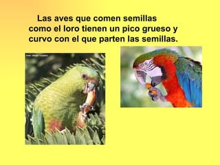 Las aves que comen semillas
como el loro tienen un pico grueso y
curvo con el que parten las semillas.
 